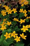 Urban Forestry Center, Marsh Marigolds, Portsmouth, New Hampshire