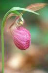 Pink Lady's Slipper near Woodman Brook, Durham, New Hampshire