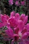 Rhododendron, Old Bridle Path, White Mountains National Forest, New Hampshire