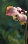 Flowering Pitcher Plant in a Bog, Cherry Pond, Jefferson, New Hampshire