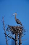 Great Blue Heron bird, Lubberland Creek, NH