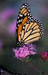 Monarch Butterfly on Northern Blazing Star Flower, New Hampshire