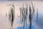 Lily pads and cattails grow in Gilson Pond, Monadanock State Park, New Hampshire