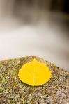 An aspen leaf next to a stream in a Forest in Grafton, New Hampshire