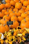 Gourds, Meredith, New Hampshire