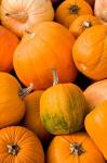 Pumpkins at the Moulton Farm, Meredith, New Hampshire