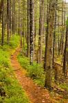 A trail around Ammonoosuc Lake, White Mountain National Forest, New Hampshire