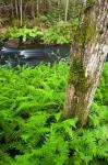 Fern flora, Greenough Brook, New Hampshire