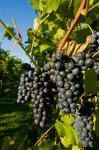 Vineyards in Candia, New Hampshire