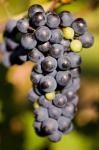 Marechal Foch grapes at the vineyard at Jewell Towne Vineyards, South Hampton, New Hampshire