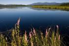 Big Cherry Pond, New Hampshire