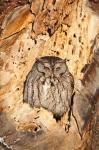 Eastern Screech Owl, Rye, New Hampshire