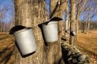 Sugar maple trees in Lyme, New Hampshire