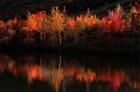 Fall Foliage with Reflections, New Hampshire