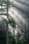 Sun Rays Shining Through Foggy Pine Trees