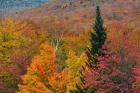 Autumn at Flume Area, Franconia Notch State Park, New Hampshire