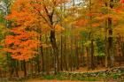 Stone Wall, Sugar Hill, New Hampshire