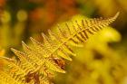 New Hampshire, Fern frond flora