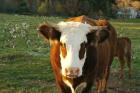 New Hampshire, Farm Animal, Autumn