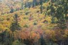 New Hampshire, White Mountains, Crawford Notch, fall foliage by Mount Washington