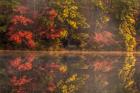 New Jersey, Belleplain State Fores,t Autumn Tree Reflections On Lake