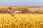 Sandhill Crane Landing