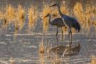 Sandhill Cranes In Water