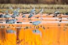 Sandhill Cranes In Water At Sunrise