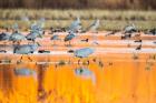 Sandhill Cranes In Water At Sunrise