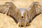 Close-Up Of Sandhill Crane Landing