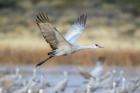 Sandhill Crane Flying