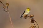 American Goldfinch Feeding On Sunflower Seeds