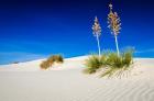 Soaptree Yucca And Dunes, White Sands National Monument, New Mexico