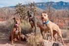 Three Pitt Bull Terrier dog, New Mexico
