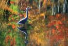 Great Blue Heron in Fall Reflection, Adirondacks, New York