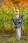 New York, Cooperstown, Farmers Museum Fall cornfield with scarecrow