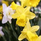 Daffodil Bundle, New York City