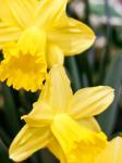 Daffodil Bundle, New York City