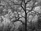 Tree Caught In Dawn's Early Light, North Carolina (BW)