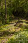 Overgrown Abandoned Rail Line, North Carolina