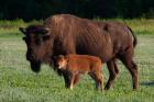 American Bison And Calf