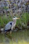 Great Blue Heron bird Maumee Bay Refuge, Ohio