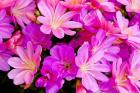 Close-Up Of Columbian Lewisia