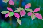 Wild Dogwood Leaves In Autumn