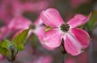 Close-Up Of A Pink Dogwood Blossom