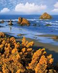 Rocky Coastline Of Oregon