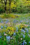 Wildflowers In Camassia Natural Area, Oregon