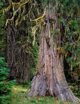 Incense Cedar Tree, Oregon