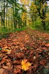 Trail Covered In Maples Leaves, Oregon