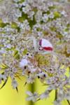 Crab Spider On Wild Carrot Bloom